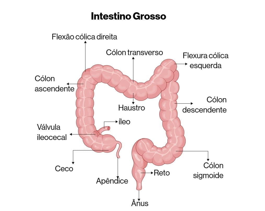 Colectomia: o que é, tipos, riscos e recuperação